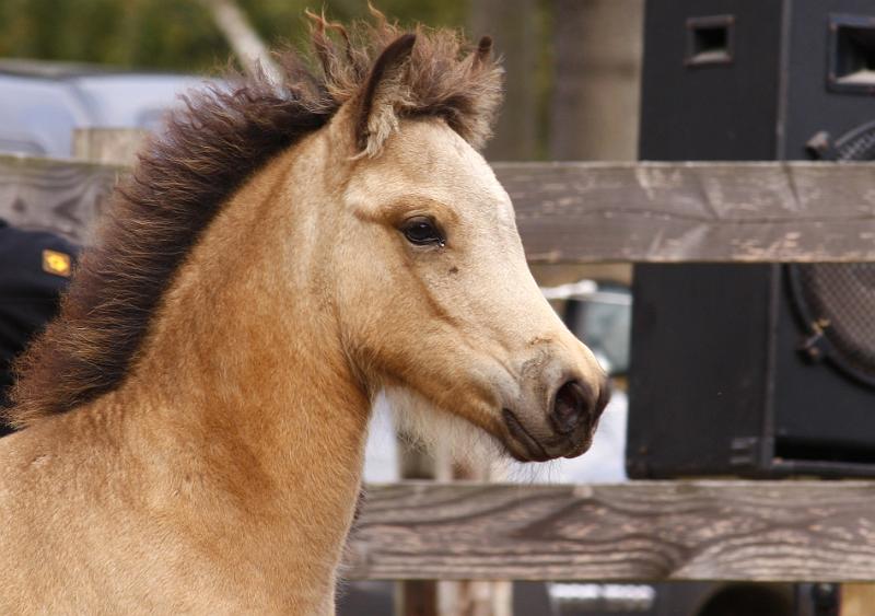 Diva von Heidmoor k.jpg